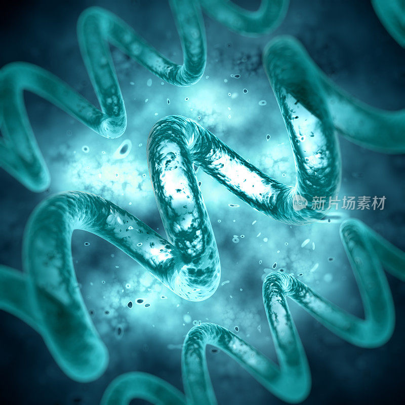螺旋菌/染色体